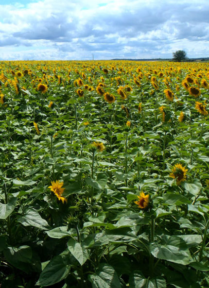 LOR_TournesolWeb-430x593