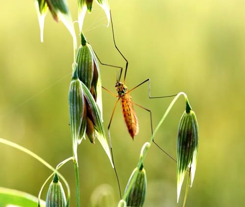 Formation : Entomofaune auxiliaire en grandes cultures biologiques : la reconnaître, la comprendre et la favoriser.