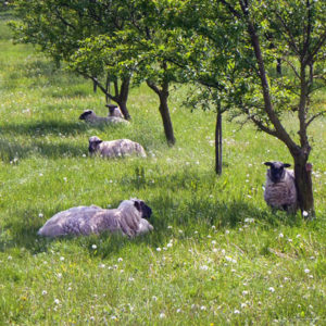 LOR_moutons-dans-verger-3WEB-300x300