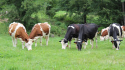 Accès à l’extérieur et au pâturage des bovins bio : les règles précisées