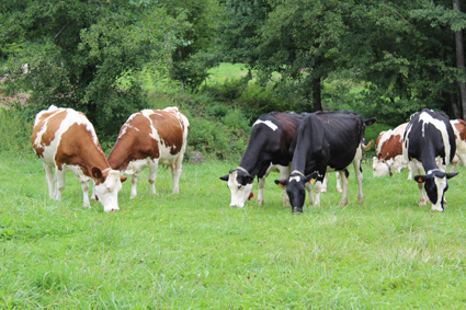 Développer les médecines alternatives dans les élevages biologiques ruminants de la région Grand Est