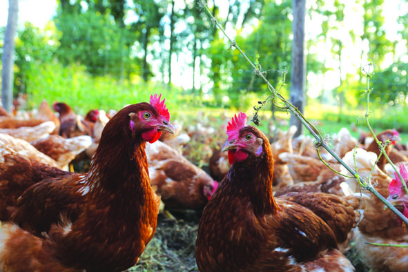 Formation : Élever ses propres poulettes en AB – en circuits courts