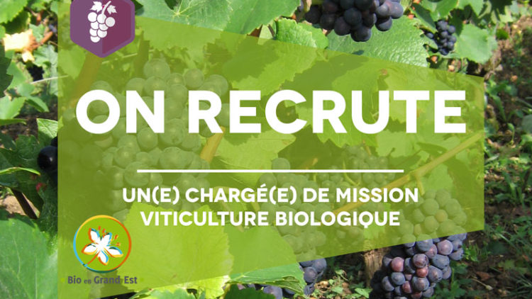 Recrutement : chargé(e) de mission Viticulture Biologique