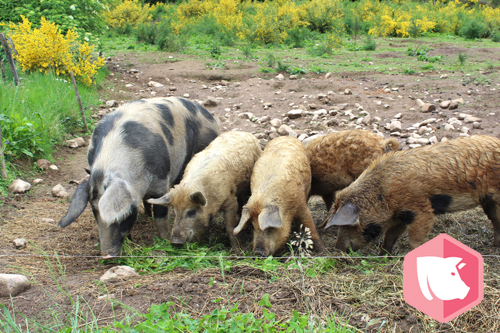 Plan d’action contre la peste porcine africaine : nouvelle menace pour le porc Bio – CP de la FNAB