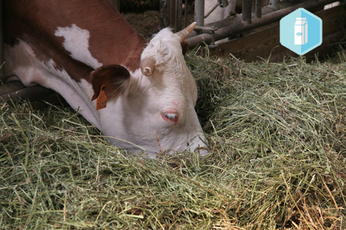 Formation : Adapter à son troupeau de vaches laitières bio les apports en minéraux pour la santé et le bien-être animal