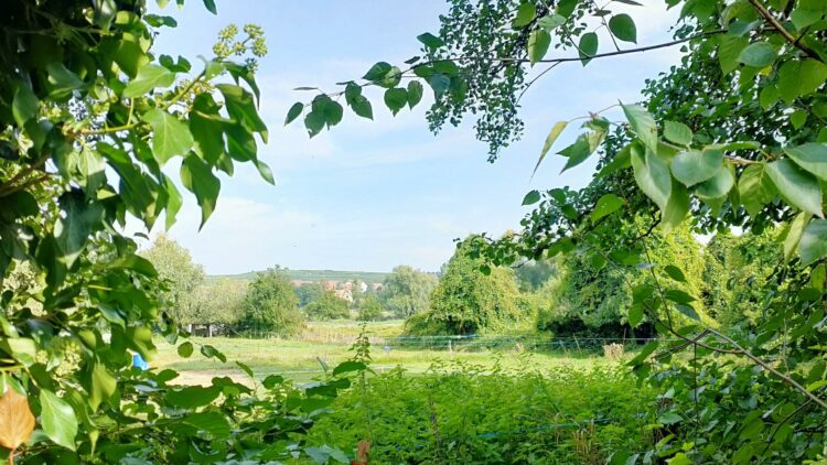 Formation : Les arbres fourragers : une ressource complémentaire pour l’alimentation des troupeaux en AB