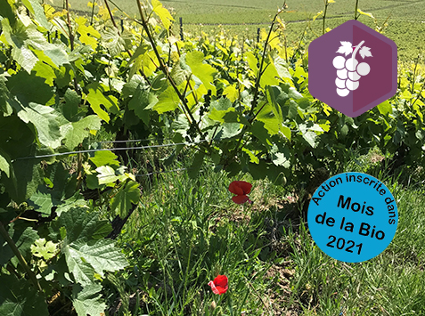 Mois de la Bio : Vigne Bio Ouverte – Découverte de la viticulture biologique dans l’Aisne