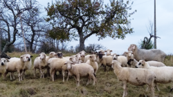 Partenariat éleveur – céréalier : Quand l’un mène son troupeau sur les terres de l’autre