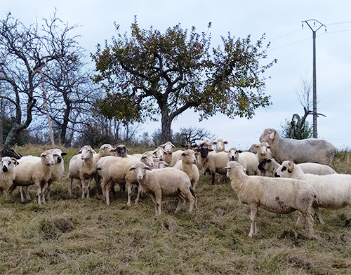 Partenariat éleveur – céréalier : Quand l’un mène son troupeau sur les terres de l’autre