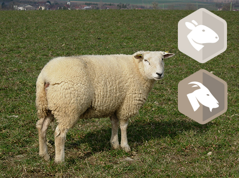 Formation : Approche globale du parasitisme en élevage ovin et caprin AB