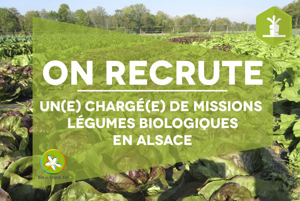 recrutement_legumes_bio_alsace