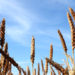Résultats de l’étude de recherche-action pour le développement des semences paysannes en Champagne-Ardenne