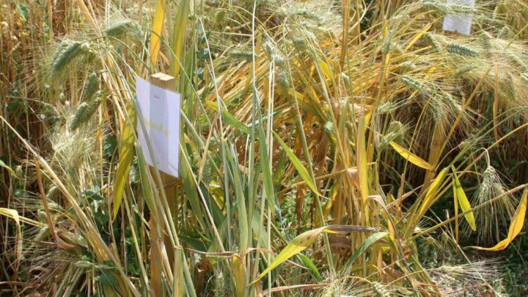 Visite de la plate forme alsacienne de conservation de céréales anciennes