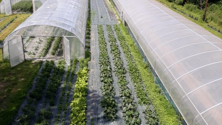 Ferme Bio Ouverte – Découverte d’une ferme en maraichage et grande culture bio avec atelier transformation