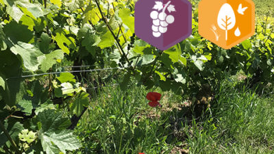 Biodiversité dans les vignobles, de nouvelles fiches technique disponibles