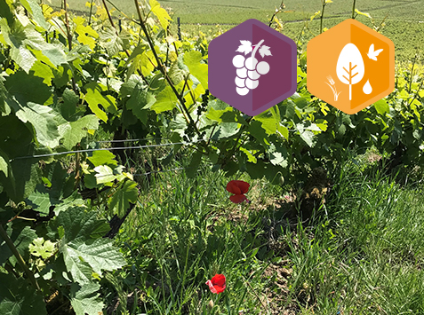 Vigne Bio Ouverte : Installations en faveur de la biodiversité au vignoble