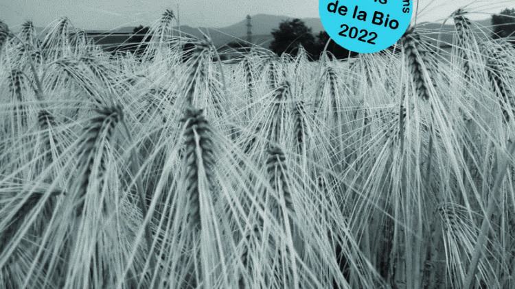 Mois de la Bio : Orge brassicole bio et MALTALA: nouvelle filière bio et locale