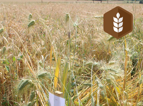 Rencontre autour des semences paysannes : visite d’une plateforme collective de gestion des semences paysannes