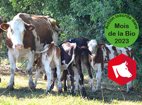 Mois de de la Bio : Les vaches nourrices en élevage laitier bio