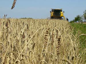 Formation : La gestion de la récolte :  une clé pour réussir ses grandes cultures bio