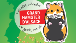 Une baguette et un pain « Grand Hamster » 🐹 pour la préservation de la biodiversité