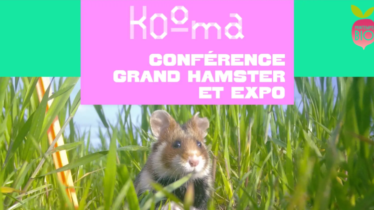 Conférence : L’écologie du Grand Hamster d’Alsace, mode de vie et besoins vitaux