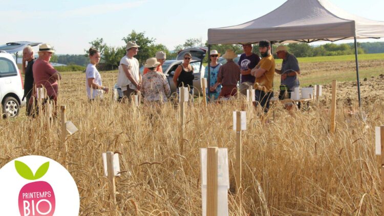 Plateforme Blés Paysans et Anciens : Porte-ouverte