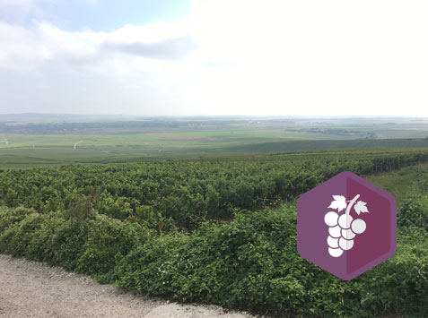 Vignes Bio Ouvertes : Rallye Bio, à la découverte des viticultures bio de la montagne de Reims
