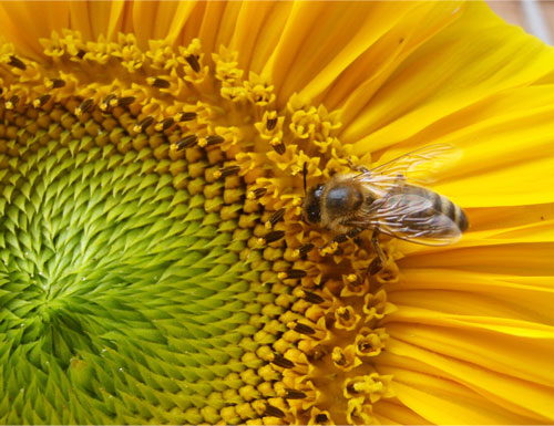 Quels intérêts d’une collaboration entre apiculteurs et agriculteurs bio ?