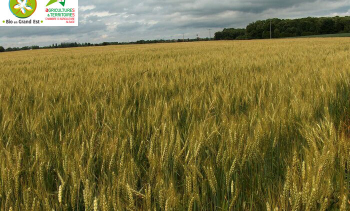 Mois de la Bio – Grandes cultures bio dans une ferme de polyculture élevage, la résilience comme moteur