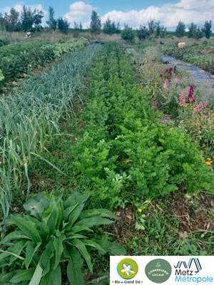 Mois de la bio : Coopérer pour nourrir les villes en légumes