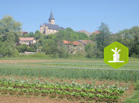 Formation : Importance des mycorhizes en production maraîchère : des arbres au milieu des légumes ?