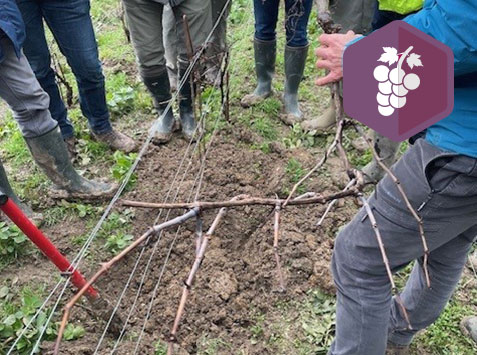 Formation : Initiation à la taille douce