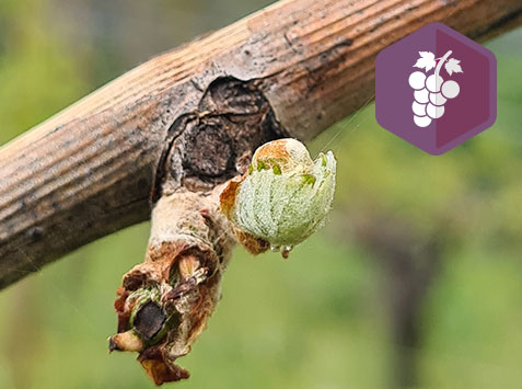 🍇Formation : Taille douce et conduite de la vigne : améliorer la santé et la vigueur des vignes