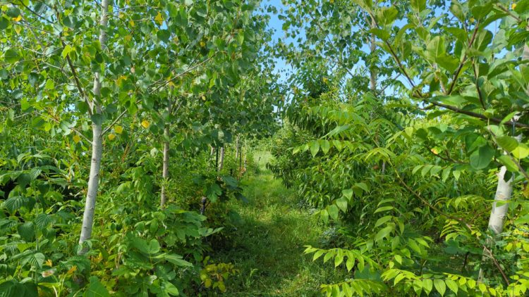 FORMATION : Maîtriser l’agriculture syntropique en climat tempéré