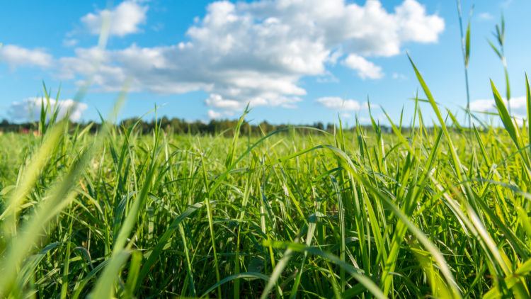 Formation : Construire sa ressource fourragère en contexte de changement climatique : quels leviers techniques sur les prairies naturelles ?