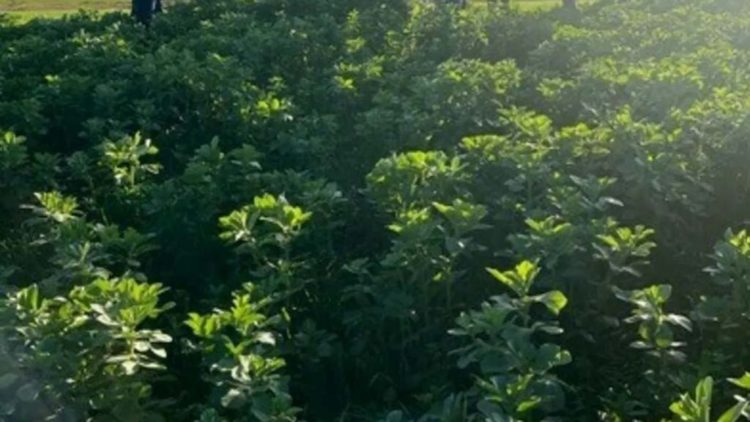 Mois de la Bio – Agriculture Biologique de Conservation des Sols et Résilience Economique