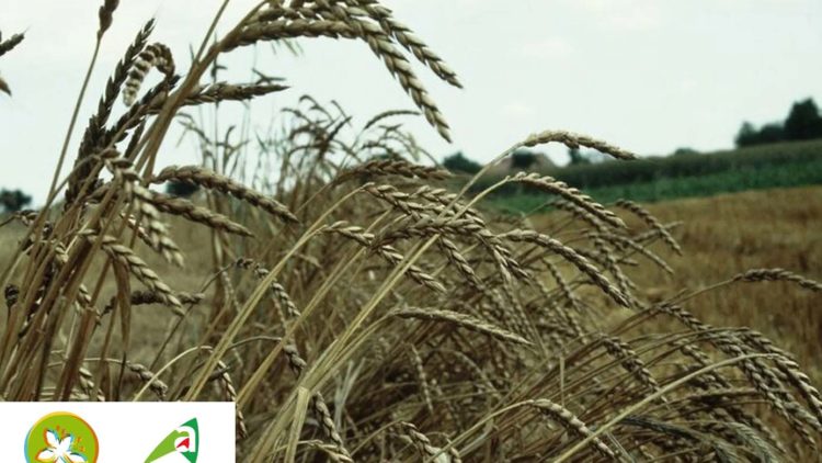Mois de la Bio – « Cultivons l’avenir »