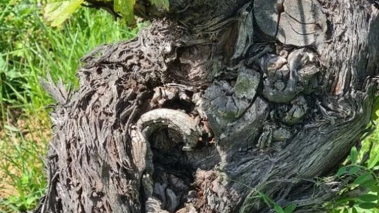 Mois de la Bio – Le matériel végétal : une clé pour la viticulture du futur ?