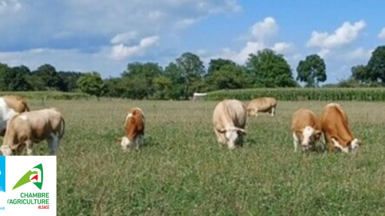 Mois de la Bio – Pâturage tournant en vaches allaitantes en Centre Alsace