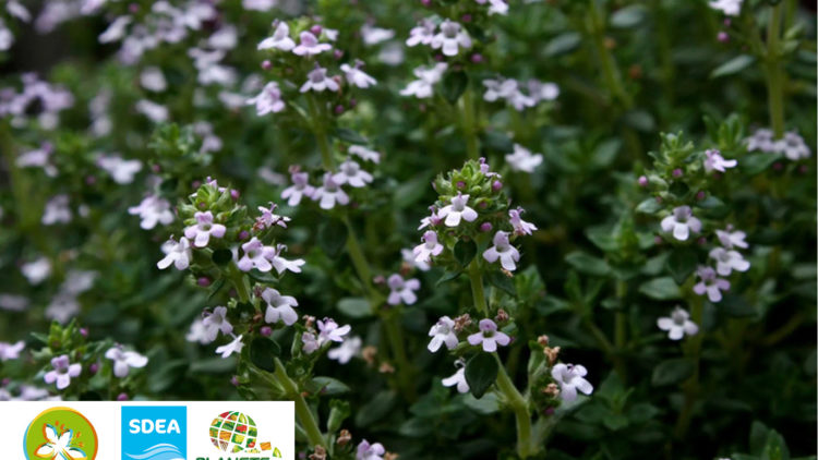 Mois de la Bio – Culture, cueillette et transformation de plantes médicinales et aromatiques et de petits fruits