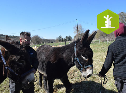 Formation : La traction animale asine : contraintes et intérêt pour le maraîchage bio diversifié en vente directe