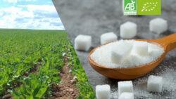 Recensement des besoins en sucre des transformateurs biologiques du Grand Est