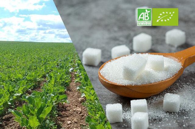 Recensement des besoins en sucre des transformateurs biologiques du Grand Est