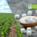 Recensement des besoins en sucre des transformateurs biologiques du Grand Est