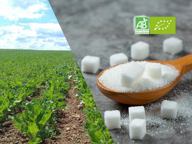 Recensement des besoins en sucre des transformateurs biologiques du Grand Est