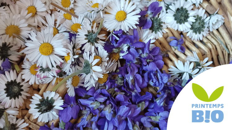 Balade dans la nature à la découverte des plantes sauvages comestibles