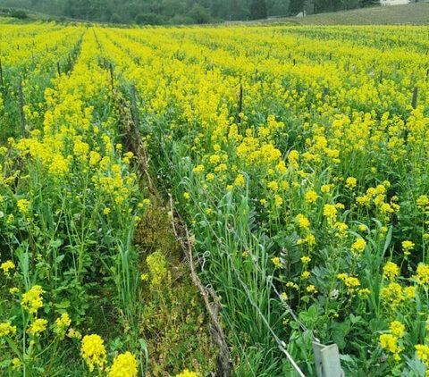Vigne bio ouverte : Le rôle des couverts et du paillage en viticulture Bio