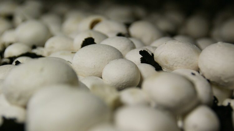 Formation : Maîtriser la production de champignons en agriculture biologique