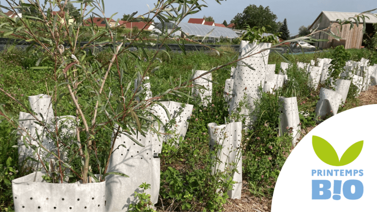 Découverte d&rsquo;une pépinière bio : ligneux pour agroforesterie, restauration de la nature et forêt comestible